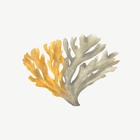 Bleached coral, nature illustration collage element psd