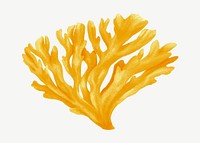 Yellow coral, nature illustration collage element psd