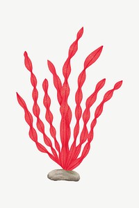 Red ocean plant, nature illustration collage element psd