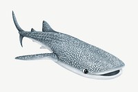 Whale shark, animal illustration, collage element psd