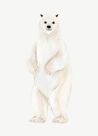 Polar bear, animal illustration, collage element psd