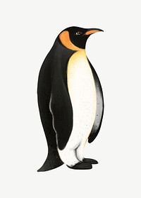 Emperor Penguin, animal illustration, collage element psd