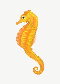 Yellow seahorse, animal illustration, collage element psd