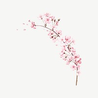 Cherry blossom branch flower, botanical collage element psd