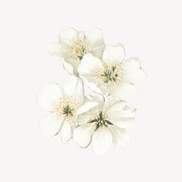 Amarena cherry flower, botanical illustration