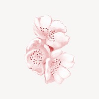 Japanese cherry blossom flower, botanical illustration