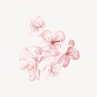 Japanese cherry blossom flower, botanical illustration