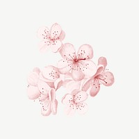 Japanese cherry blossom flower, botanical collage element psd