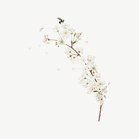 Amarena cherry flower, botanical collage element psd