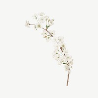 Amarena cherry flower, botanical collage element psd
