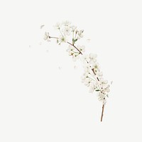 Amarena cherry flower, botanical collage element psd