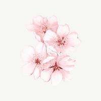 Japanese cherry blossom flower, botanical collage element psd