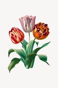 Vintage tulip flower, botanical illustration