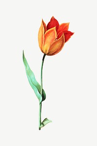 Orange tulip flower, botanical collage element psd