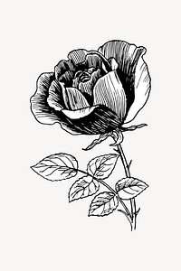 Vintage rose flower, botanical illustration