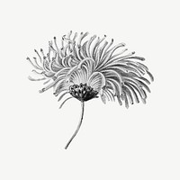 Blooming chrysanthemum flower, botanical collage element psd