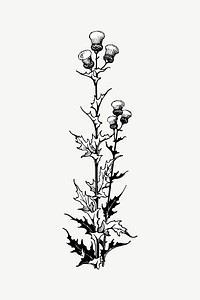 Thistle flower, botanical collage element psd