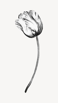 Black tulip flower mobile wallpaper, vintage botanical illustration