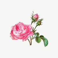 Pink blooming rose flower, botanical collage element psd