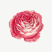 Pink blooming rose flower, botanical collage element psd