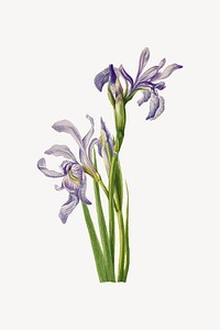 Purple iris flower, botanical illustration