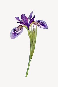 Purple iris flower, botanical illustration