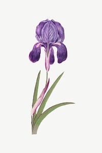 Purple iris flower, botanical collage element psd