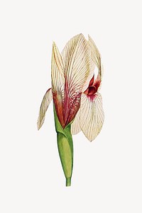 White iris flower, botanical illustration