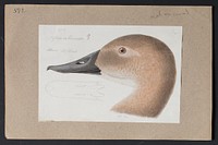 Robert Ridgway Bird Head Drawing #592