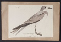 Robert Ridgway Bird Head Drawing #641