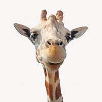 Giraffe, isolated wild animal image