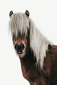 Icelandic horse, animal collage element psd