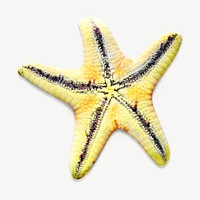 Starfish animal collage element psd