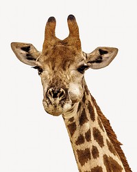 Giraffe portrait, isolated animal image