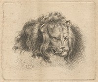 Head of a Lion