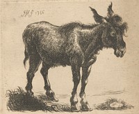 A Donkey