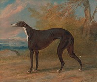 One of George Lane Fox's Winning Greyhounds: the Black and White Greyhound Bitch, Juno, also called Elizabeth