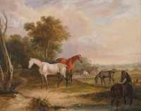 Horses Grazing: a Grey Stallion Grazing with Mares in a Meadow