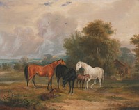 Horses Grazing: Mares and Foals in a Field