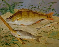 An Angler's Catch of Coarse Fish