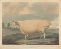 This Celebrated Ewe was Bred and Fed, by Mr. Wilcox.