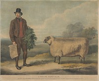 A South Down Ram; Aged 3 Years, bred by Mr. Thomas Crisp, Gedgrave Hall, Suffolk, for which a Prize of 30 Severeigns was awarded at the Annual Meeting of the R.A.S. at Cambridge, July 15th 1840