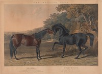 [Racing] The British Stud:  Pl. 5. (lower left) "Rebecca" / Bred by R. Cock, Esqr. in 1831 ... ;  (lower right) "Muley Moloch" / Bred by the Duke of Cleveland, in 1830 ...