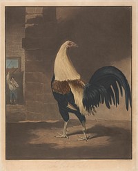 Cock Fighting [a pair]:   1. The Cock in Feather