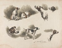 [Animals] Seven studies on hound on one sheet. 'Jno. Harris' on collar of hound at lower left