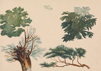 Trees and Foliage