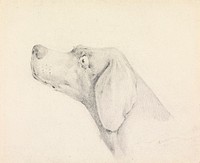 Head of a Pointer, in Profile Left