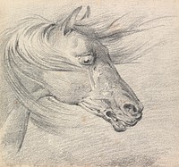 Head and Neck of a Horse in Fear or Exhaustion, Mane Swept Forwards, Profile Right