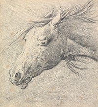 Head and Neck of a Horse, Profile Left