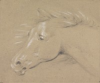 Head and Neck of a Frightened Horse, Left Profile